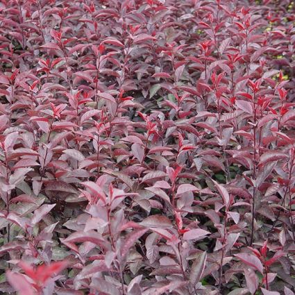Deciduous foliage of Purpleleaf Sand Cherry (Prunus x cistena) in a garden setting.