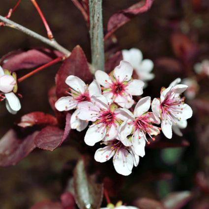 Purpleleaf Sand Cherry (Prunus x cistena), a shrub featuring pink, white flowers and deciduous.