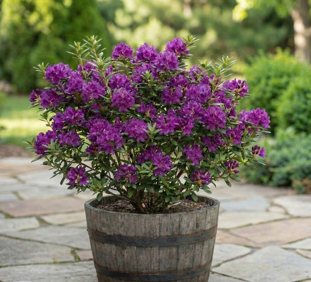 rhododendron c200 Purple Gem Rhododendron