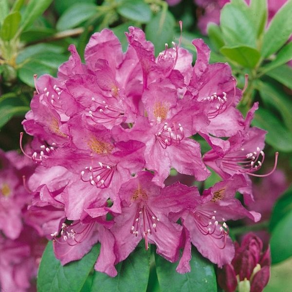 Purpureum Elegans Rhododendron - Nature Hills Nursery - #1 Container 6 Pack - 