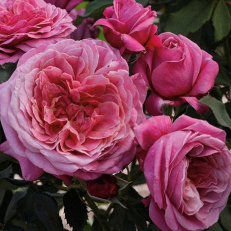 Queen of Elegance&trade; Floribunda Rose Tree - Nature Hills Nursery - #3 Container - 