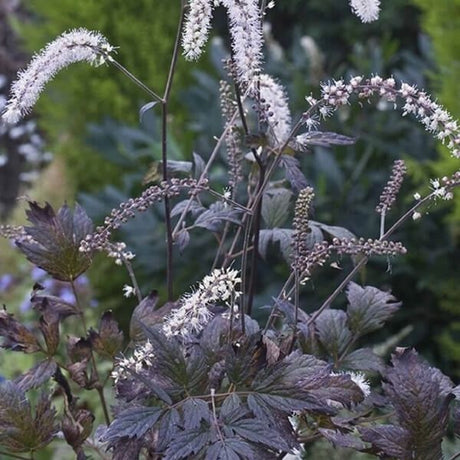 Queen of Sheba Bugbane - Nature Hills Nursery - #1 Container - 