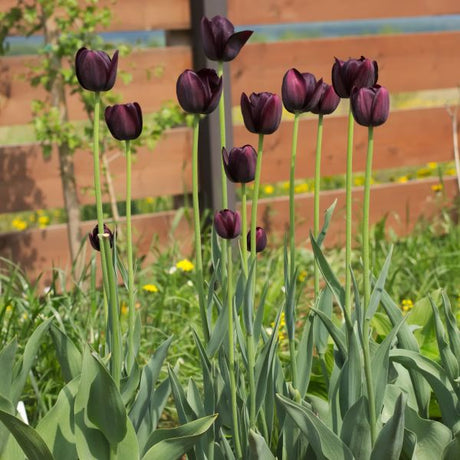 Queen of the Night Tulip - Nature Hills Nursery - 5 Pack Bulbs - 