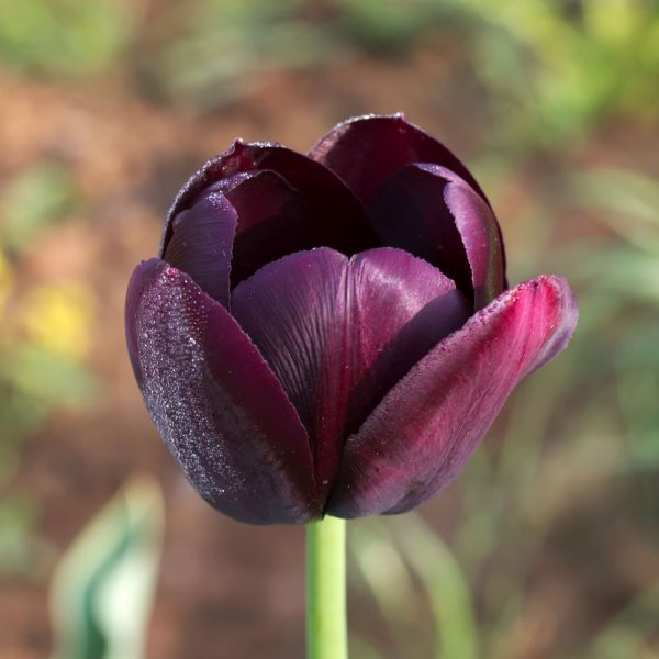Queen of the Night Tulip - Nature Hills Nursery - 5 Pack Bulbs - 