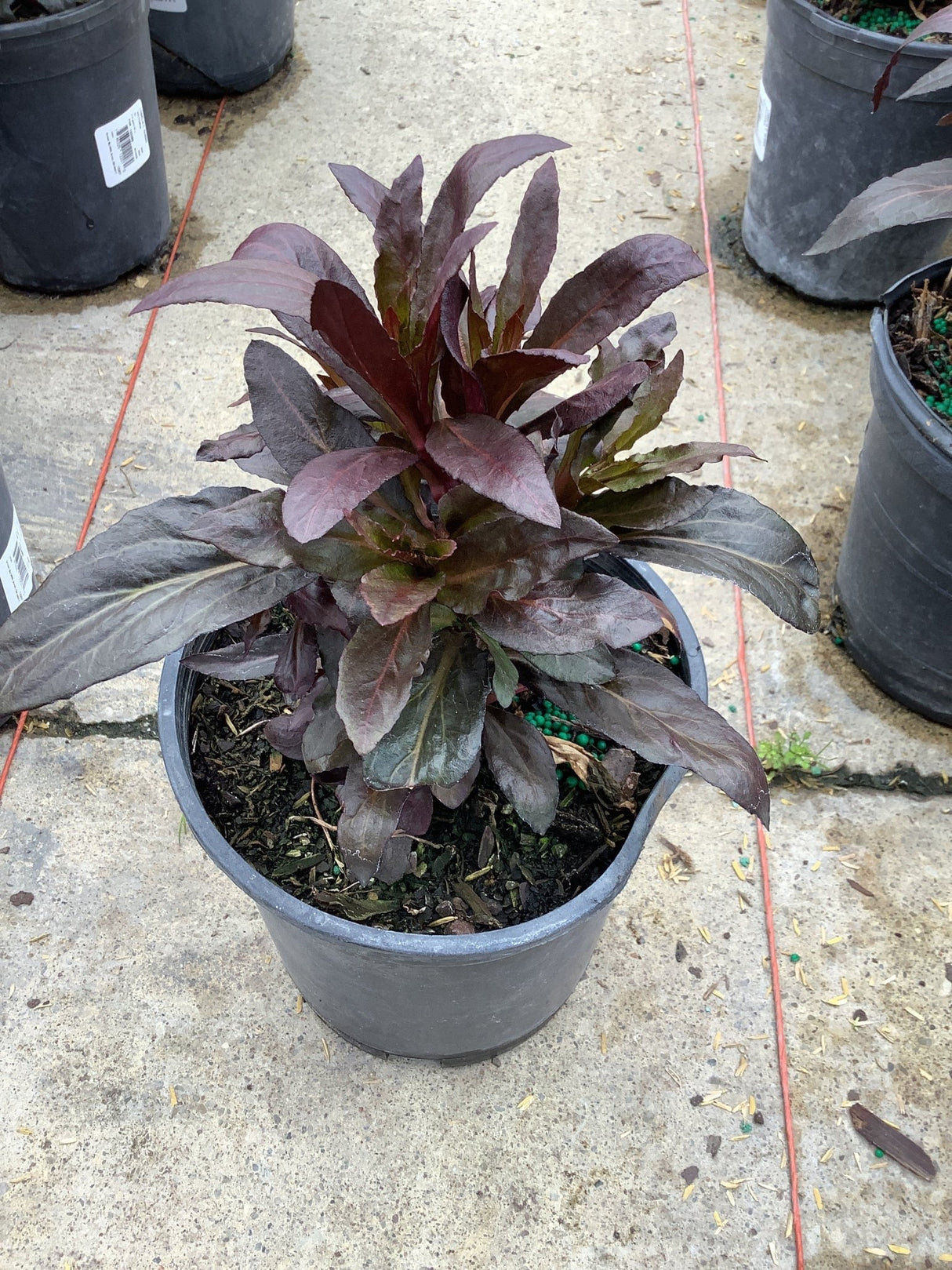 Top-down view of a Lobelia cardinalis 'Queen Victoria' plant in a pot, showcasing its bronze-purple leaves.