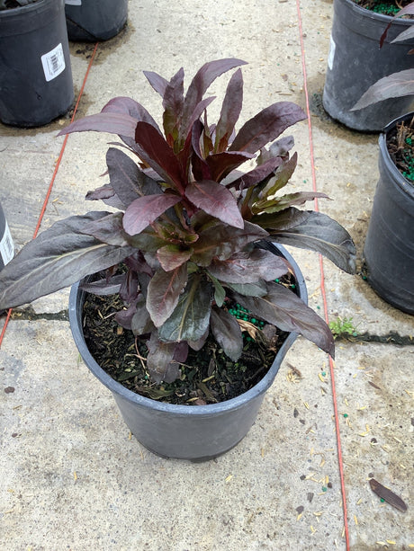 Top-down view of a Lobelia cardinalis 'Queen Victoria' plant in a pot, showcasing its bronze-purple leaves.