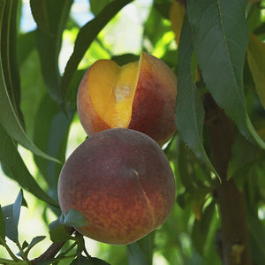 Queencrest Peach Tree - Nature Hills Nursery - Paper Pot 4 - 5 Feet - 