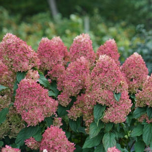 Quick Fire Fab&reg; Panicle Hydrangea