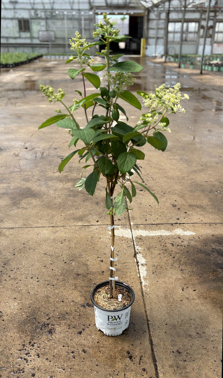 Quick Fire Hydrangea panicle tree-form in a Proven Winners container, showing early flower buds inside a greenhouse on a wet concrete floor
