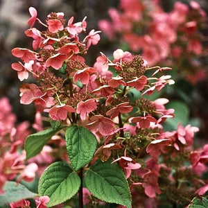 Quick Fire Panicle Hydrangea Tree (Hydrangea paniculata 'Bulk'). This early-blooming tree form features white-to-pink conical flowers on a single trunk for an elegant focal point.