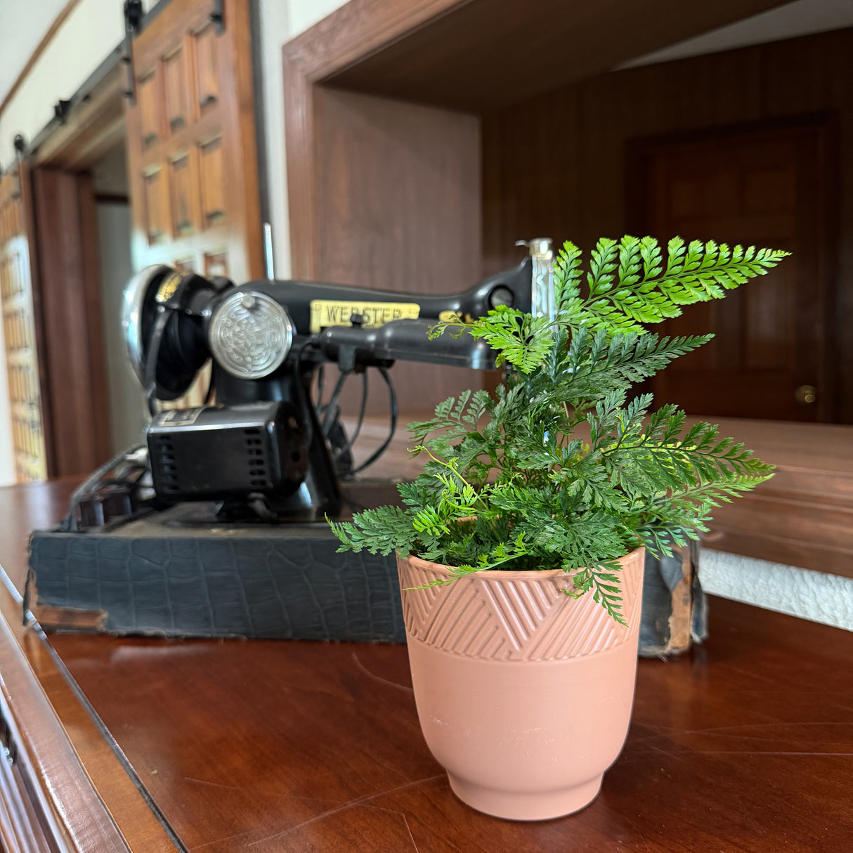 Rabbit's Foot Fern in a 4 inch pot, view 2