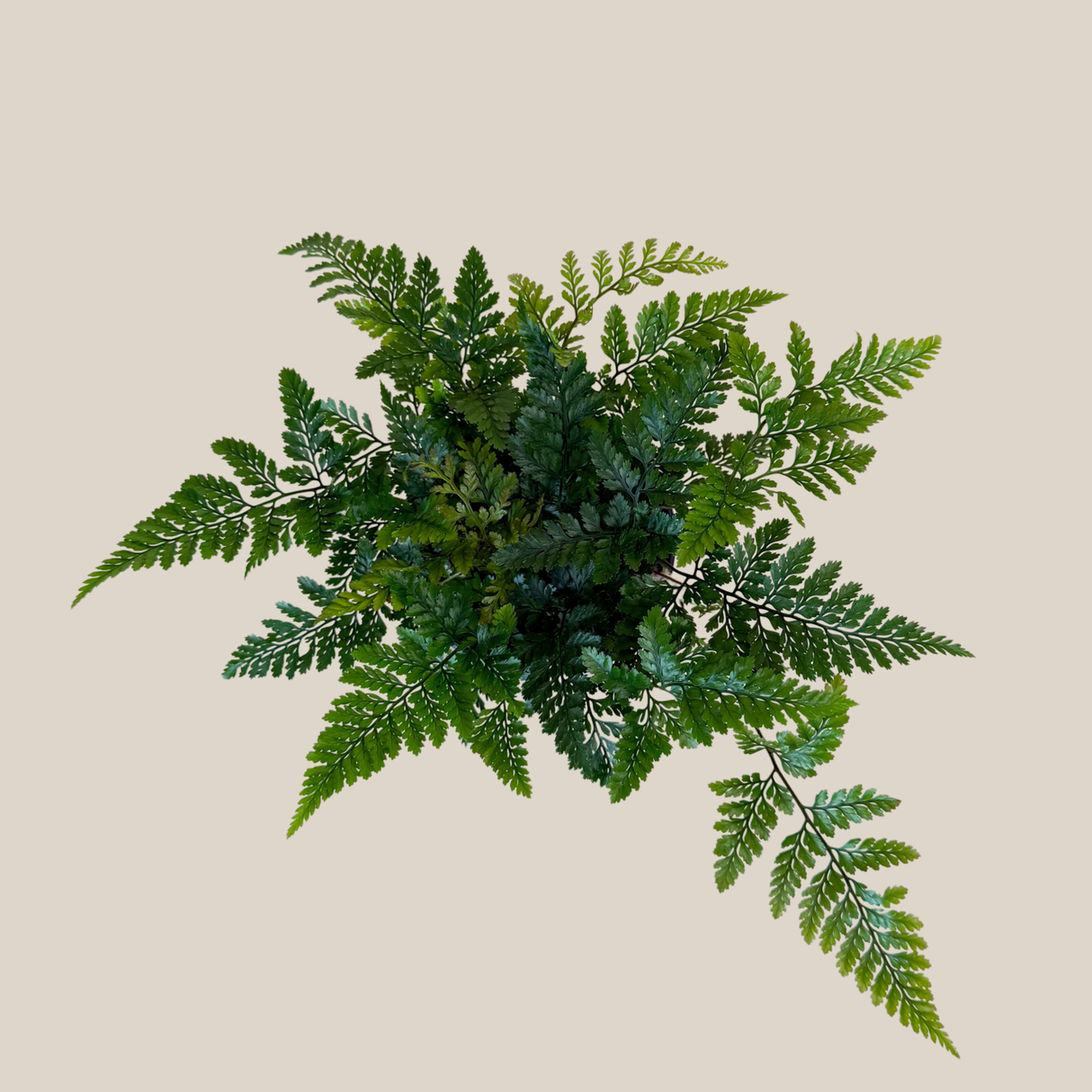Rabbit's Foot Fern in a 4 inch pot, view 3