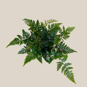 Rabbit's Foot Fern in a 4 inch pot, view 3