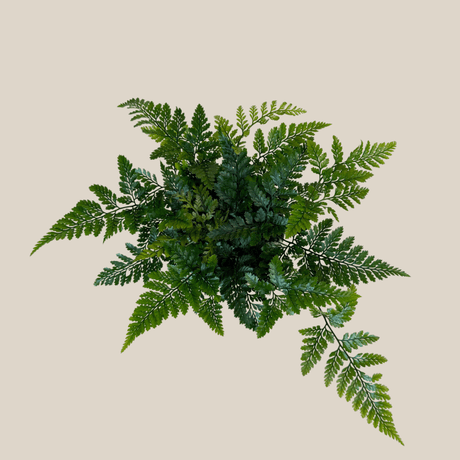 Rabbit's Foot Fern in a 4 inch pot, view 3