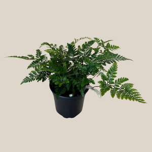 Rabbit's Foot Fern in a 4 inch pot, view 4