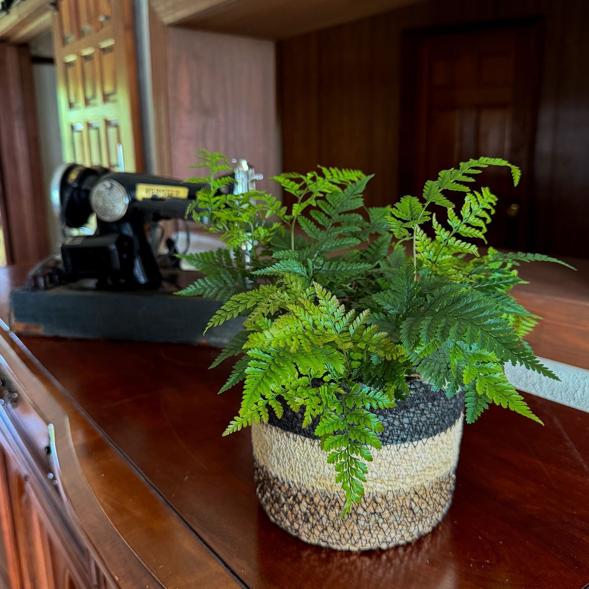 Rabbit's Foot Fern in a 6 inch pot, view 2