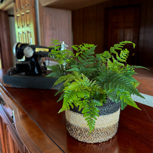 Rabbit's Foot Fern in a 6 inch pot, view 2