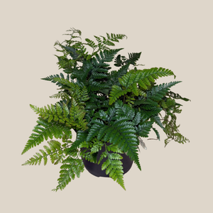 Rabbit's Foot Fern in a 6 inch pot, view 3
