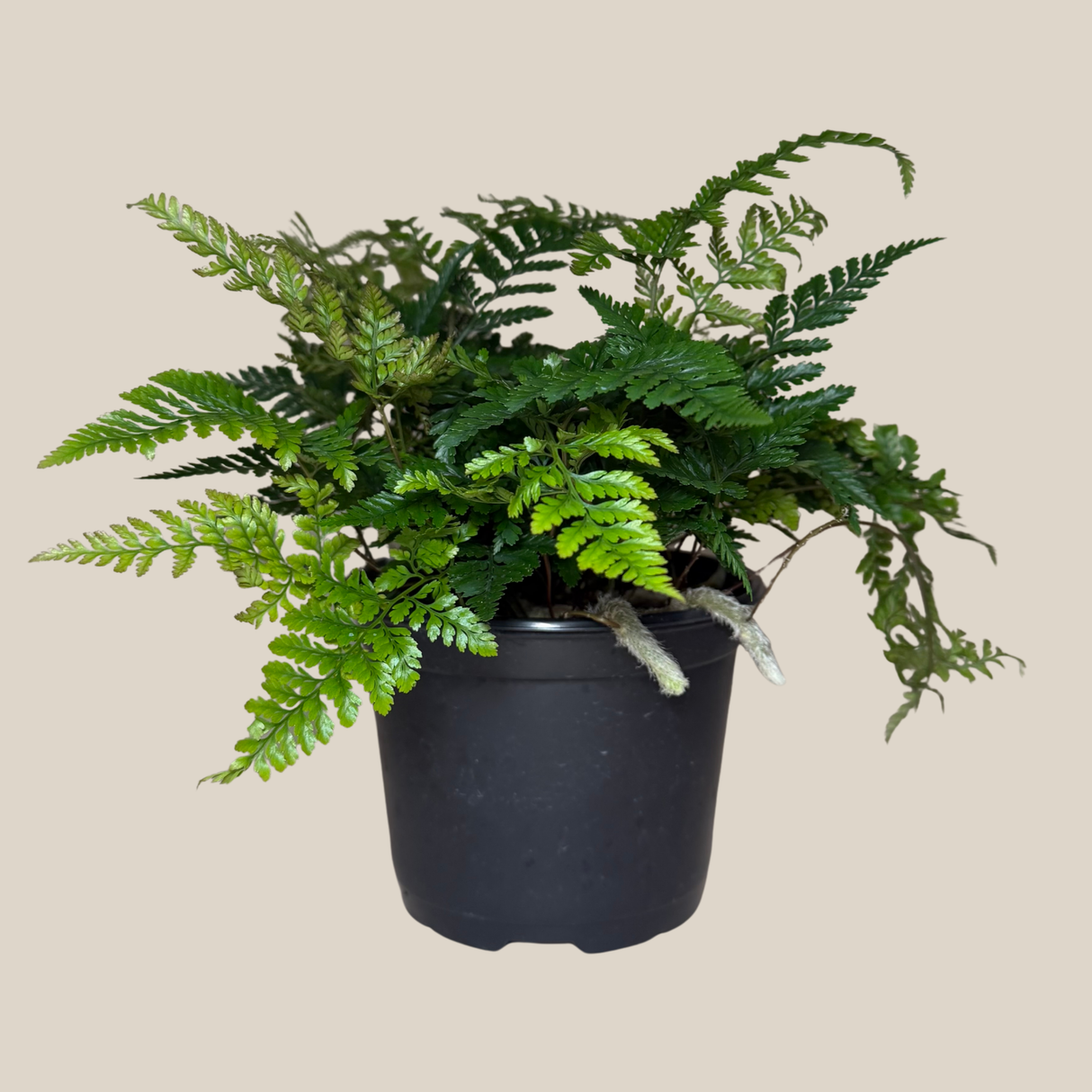 Rabbit's Foot Fern in a 6 inch pot, view 4