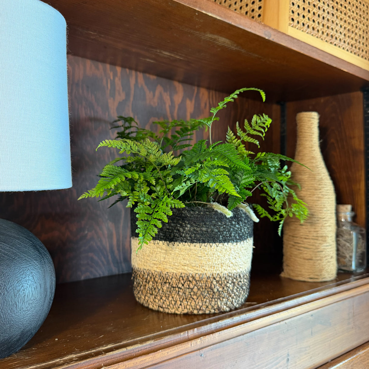 Rabbit's Foot Fern in a 6 inch pot