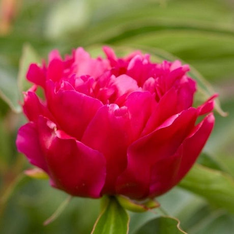 Rachel Peony - Nature Hills Nursery - Bare Root Peony - 