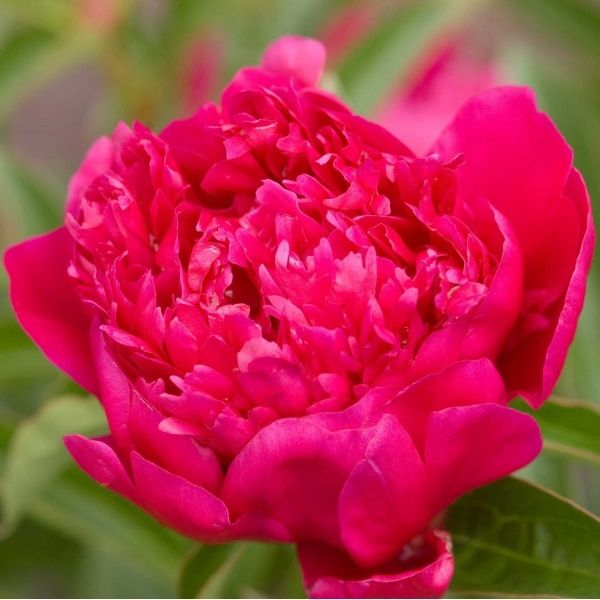 Rachel Peony - Nature Hills Nursery - Bare Root Peony - 