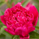 Rachel Peony - Nature Hills Nursery - Bare Root Peony - 