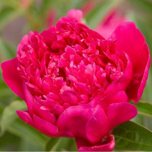 Rachel Peony - Nature Hills Nursery - Bare Root Peony - 
