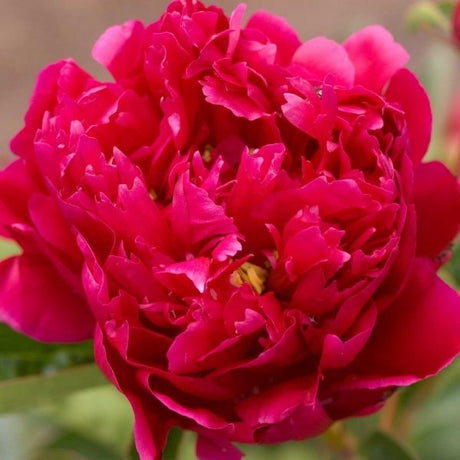 Rachel Peony - Nature Hills Nursery - Bare Root Peony - 