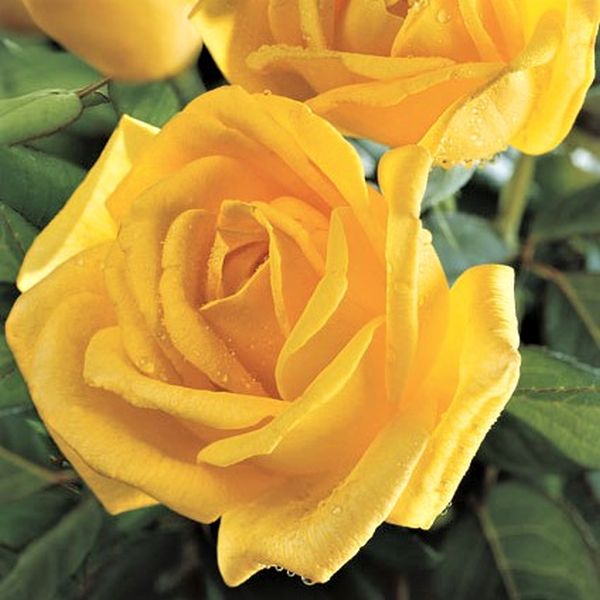 Radiant Perfume Grandiflora Rose - Nature Hills Nursery - #2 Container - 