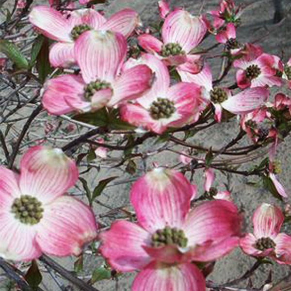 Radiant Rose&trade; Chinese Dogwood - Nature Hills Nursery - #5 Container - 