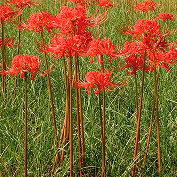 Radiata Lycoris - Nature Hills Nursery - 3 Pack Bulbs - 