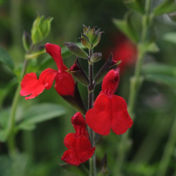 Radio Red Autumn Sage