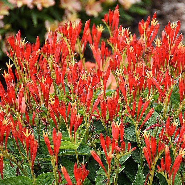 Close-up of red, orange, yellow spigelia flowers on Ragin Cajun Indian Pink blooming in late spring to early summer to late summer.