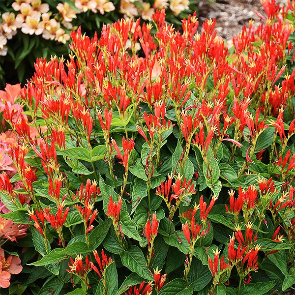 Ragin Cajun Indian Pink (Spigelia marilandica 'Ragin Cajun'), a perennial featuring red, orange, yellow flowers and perennial.