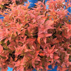 Rainbow Fizz&trade; Spirea - Nature Hills Nursery - #2 Container - 
