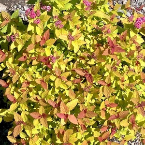 Rainbow Fizz&trade; Spirea - Nature Hills Nursery - #2 Container - 
