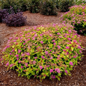 Rainbow Fizz&trade; Spirea - Nature Hills Nursery - #2 Container - 