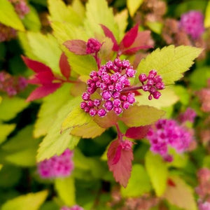 Rainbow Fizz&trade; Spirea - Nature Hills Nursery - #2 Container - 