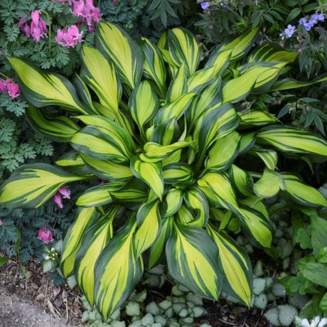 Rainbow's End Hosta