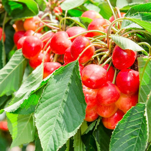 Rainier Cherry Tree (Prunus avium 'Rainier'), a tree featuring pink, white flowers and columnar, conical form.