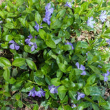 Ralph Shugert Periwinkle