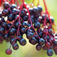 Ranch Elderberry - Nature Hills Nursery - #3 Container 2 - 3 Feet - 