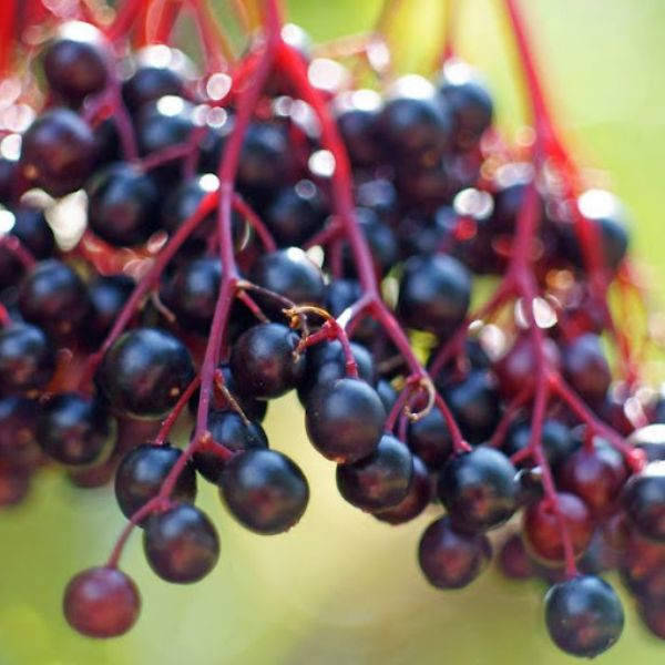 Ranch Elderberry - Nature Hills Nursery - #3 Container 2 - 3 Feet - 
