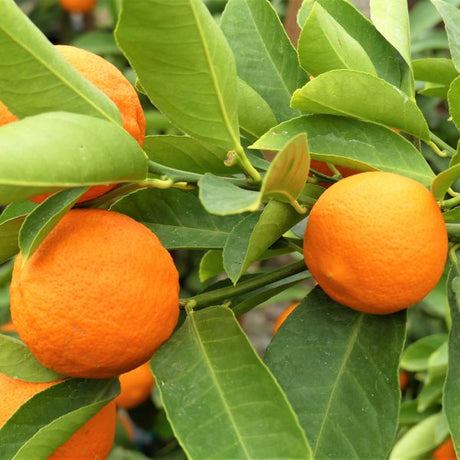 Rangpur Lime Tree - Nature Hills Nursery - 4x4x9 Inch Container - 