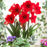 Rapido Amaryllis - Nature Hills Nursery - Single Pack - 
