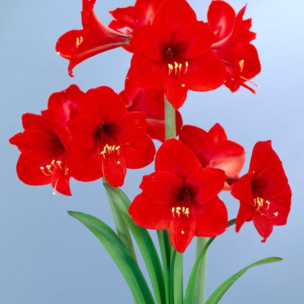 Rapido Amaryllis - Nature Hills Nursery - Single Pack - 