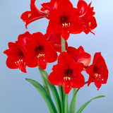 Rapido Amaryllis - Nature Hills Nursery - Single Pack - 