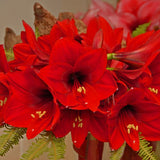 Rapido Amaryllis - Nature Hills Nursery - Single Pack - 