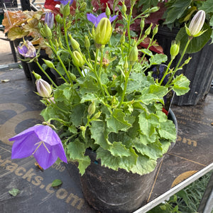 A potted Rapido Blue Carpathian Bellflower plant features numerous green buds and vibrant purple bell